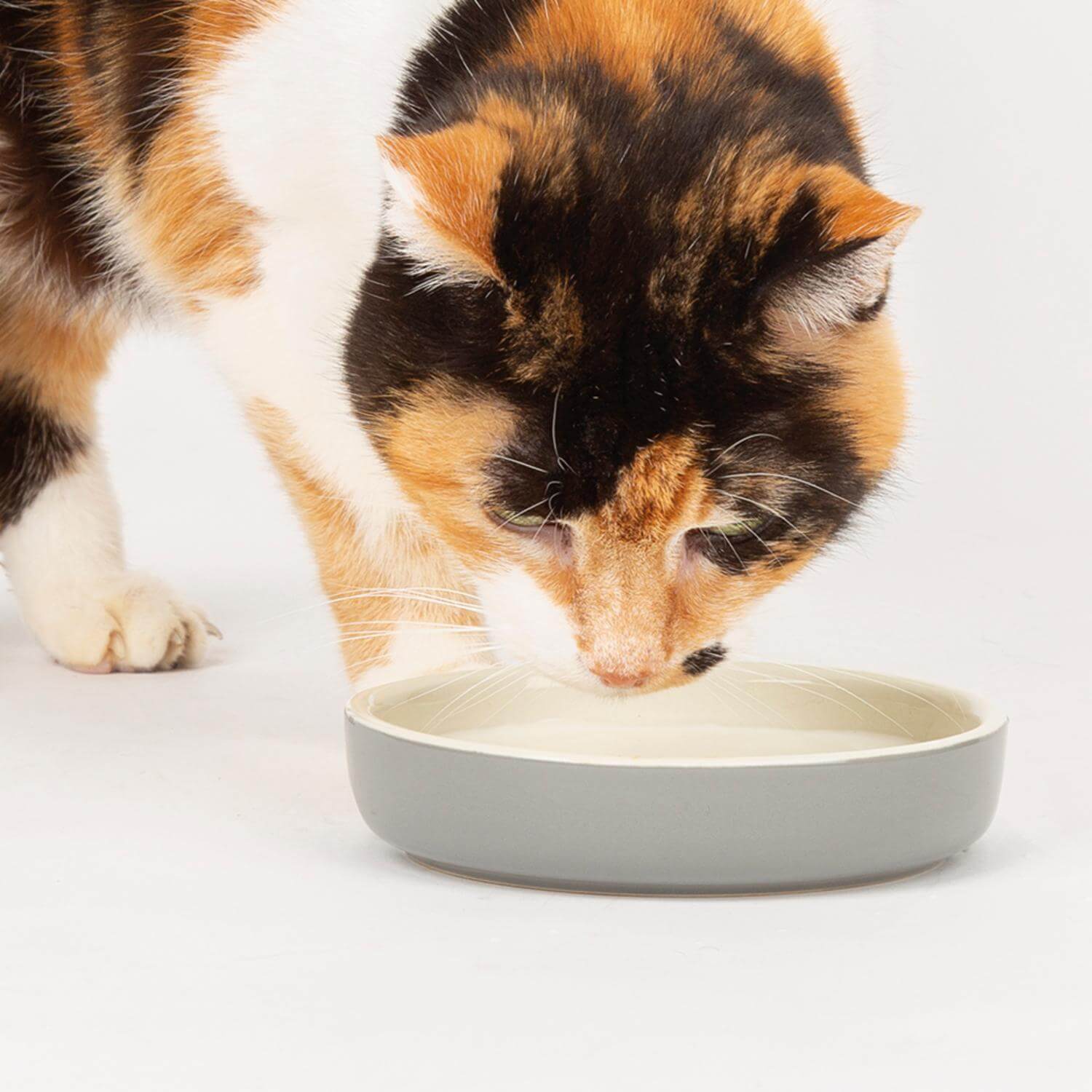 Scruffs Classic 13cm Stoneware Pet Food Saucer - Grey - Image 2