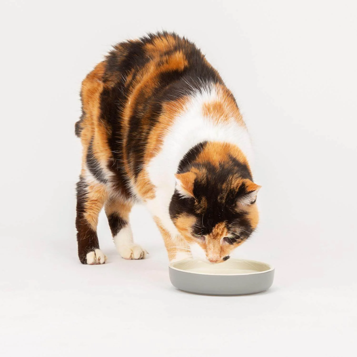 Scruffs Classic 13cm Stoneware Pet Food Saucer - Grey - Image 3