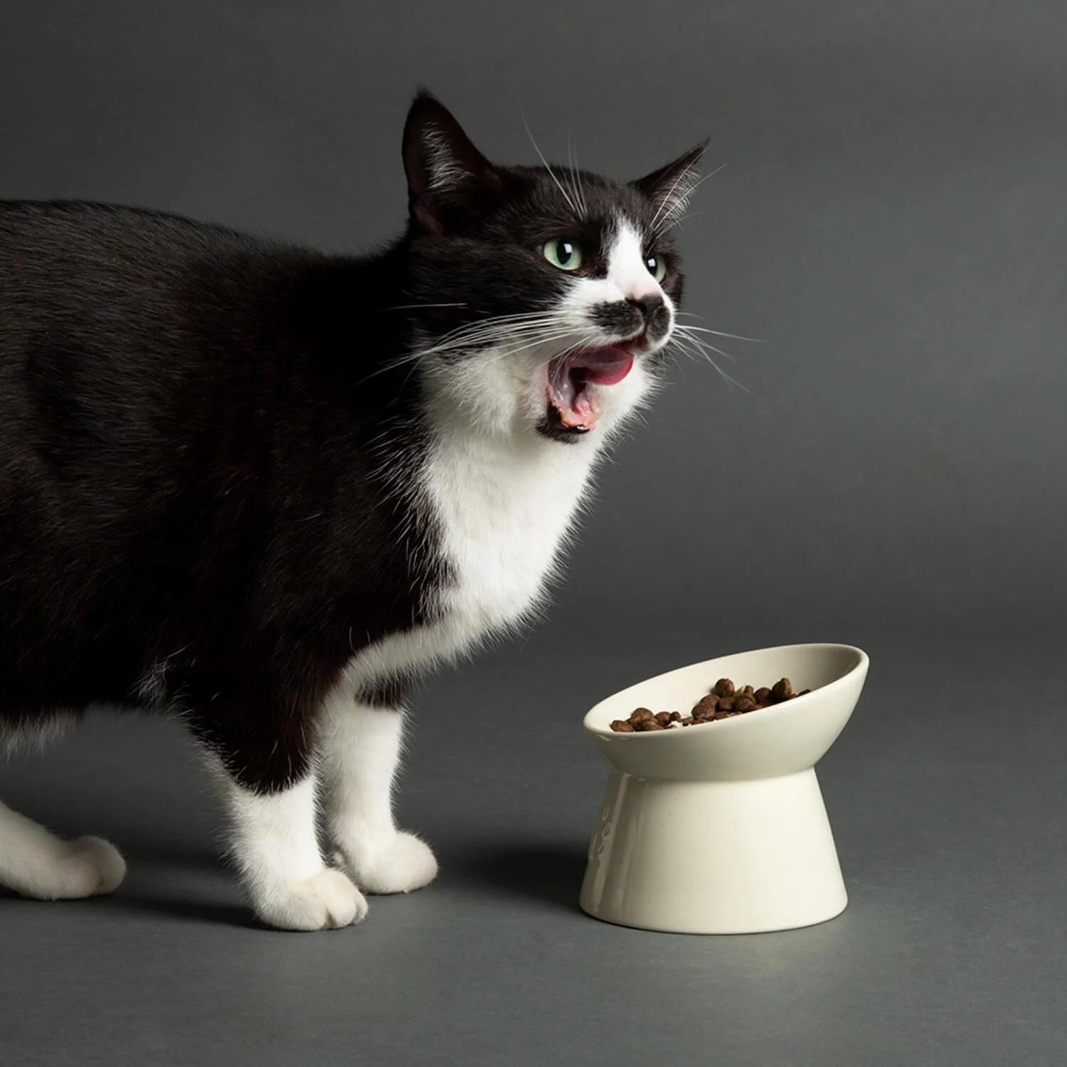 Scruffs Icon 12cm Stoneware Raised Cat Food Bowl - Cream - Image 3