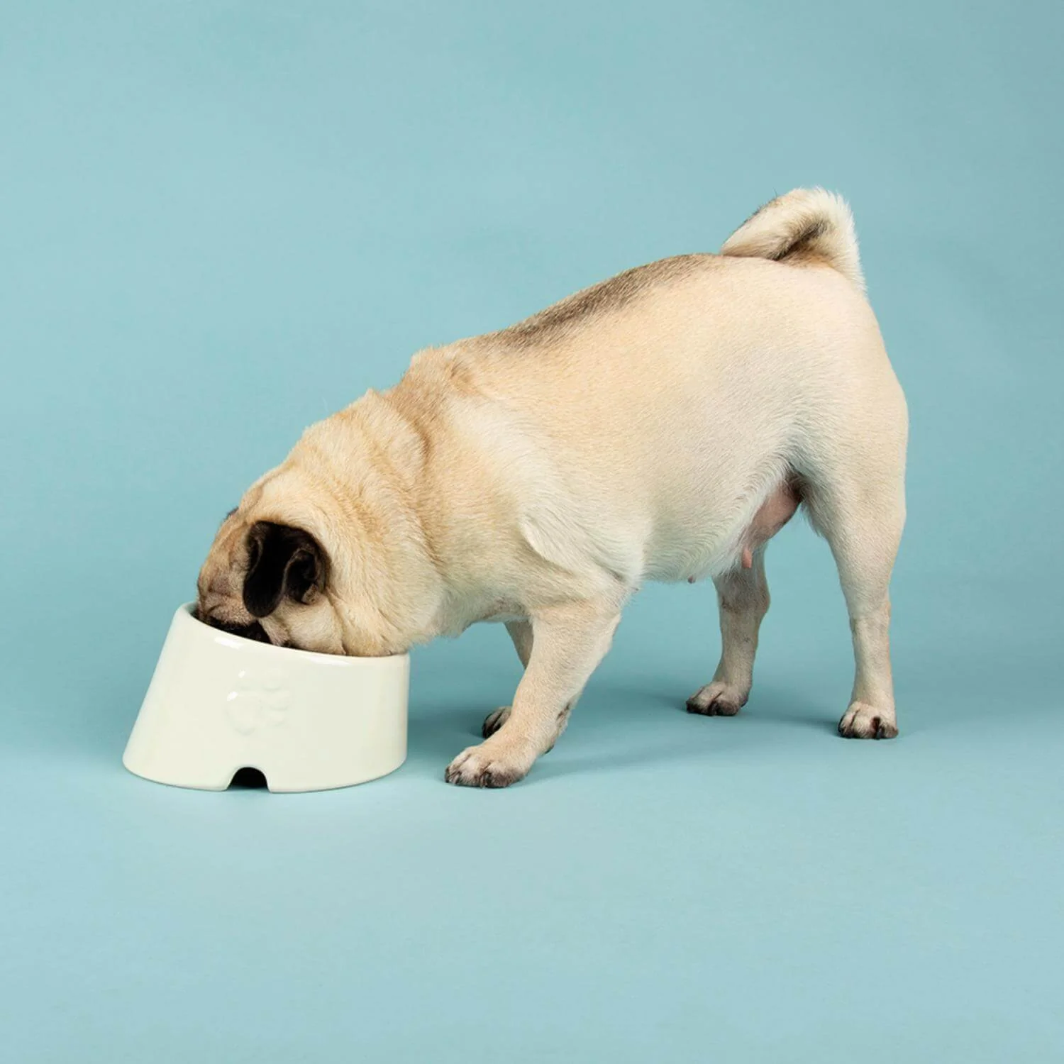 Scruffs Icon 18cm Stoneware Flat Faced Pet Food Bowl - Cream - Image 3