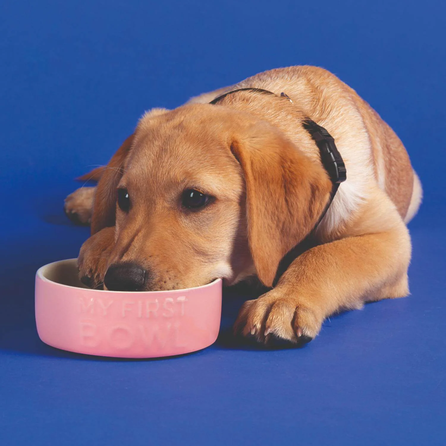 Scruffs My First 13cm Stoneware Bowl - Pink - Image 4