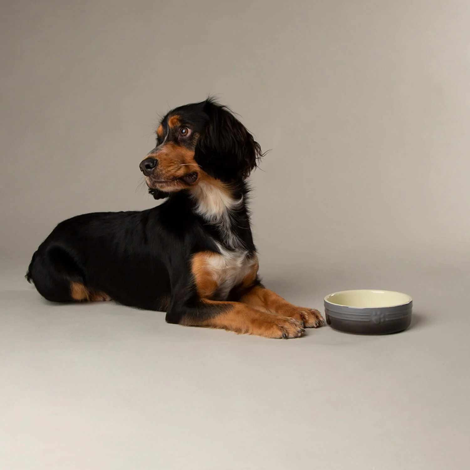 Scruffs Ombré 13cm Stoneware Pet Bowl - Grey - Image 4