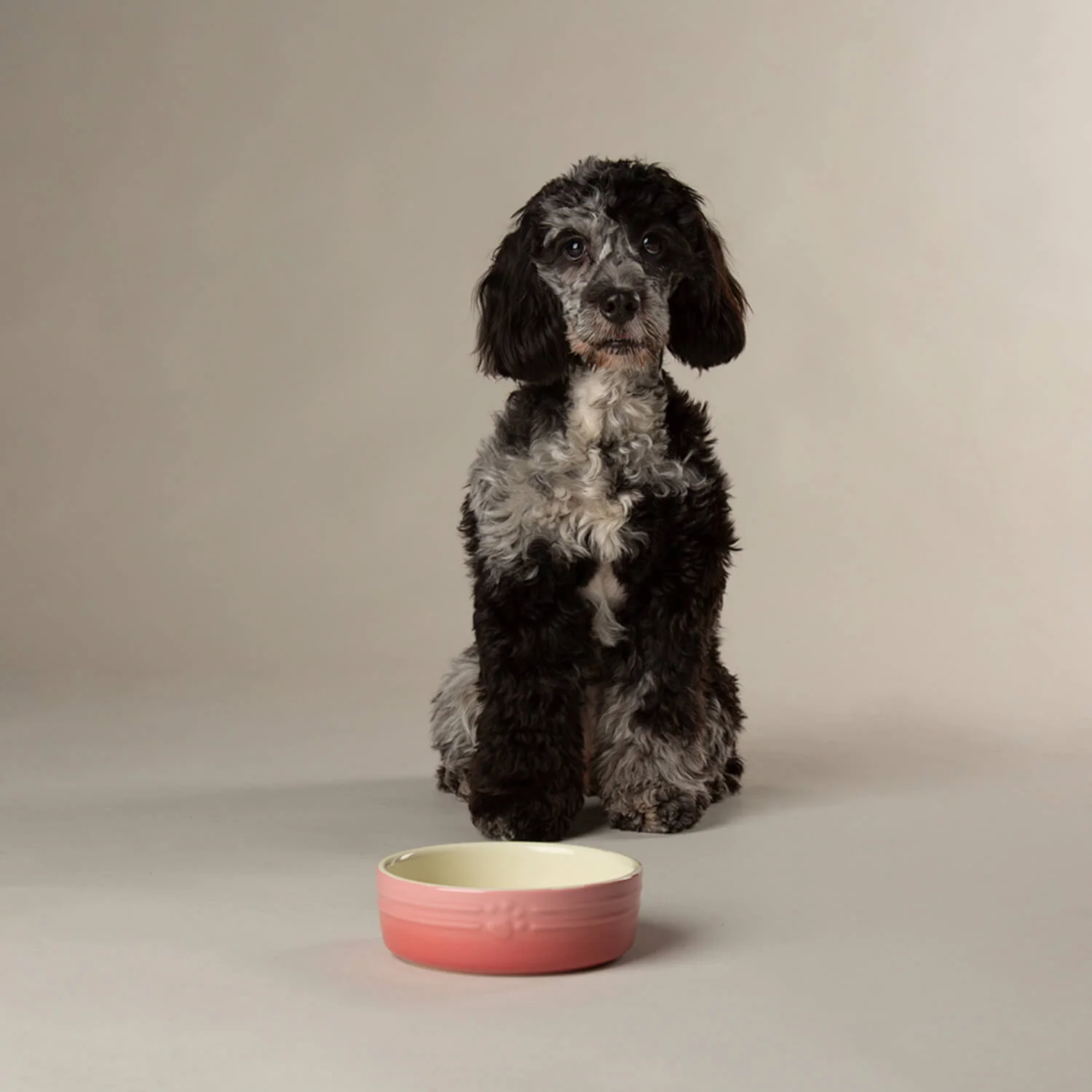 Scruffs Ombré 13cm Stoneware Pet Bowl - Pink - Image 3