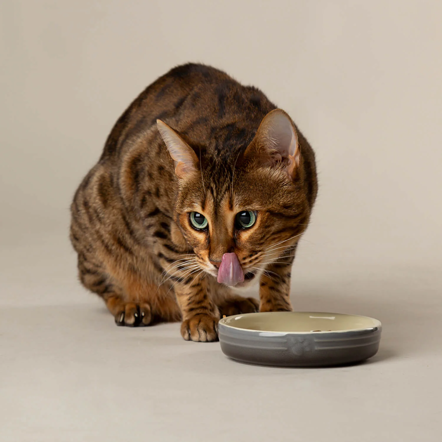Scruffs Ombré 13cm Stoneware Pet Saucer - Grey - Image 3