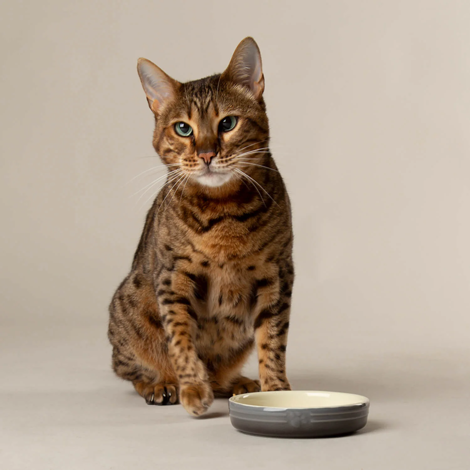 Scruffs Ombré 13cm Stoneware Pet Saucer - Grey - Image 4