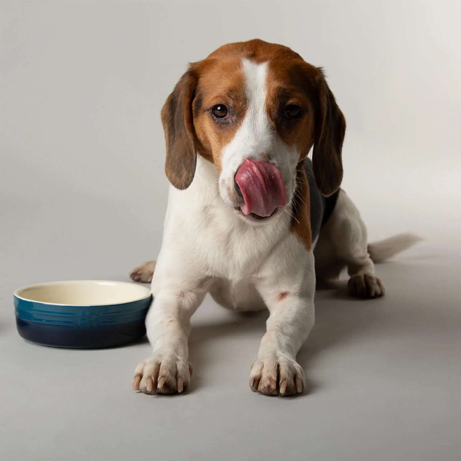 Scruffs Ombré 15cm Stoneware Pet Bowl - Blue - Image 3
