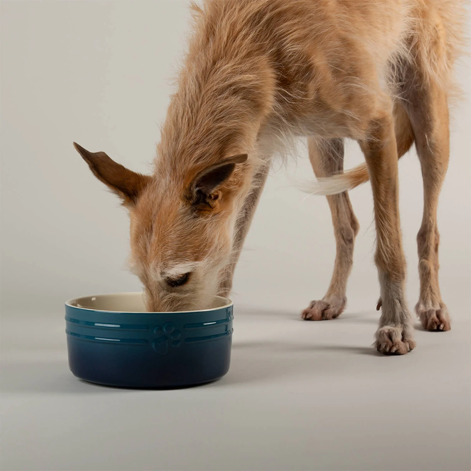 Scruffs Ombré 19cm Stoneware Pet Bowl - Blue - Image 3
