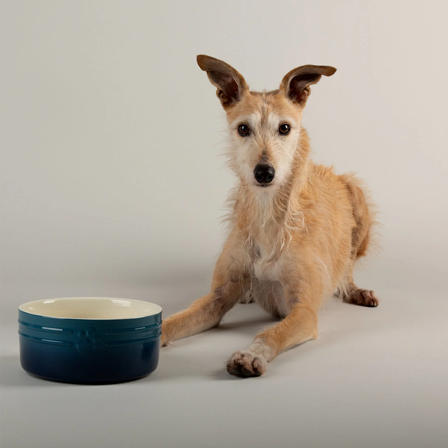 Scruffs Ombré 19cm Stoneware Pet Bowl - Blue - Image 4
