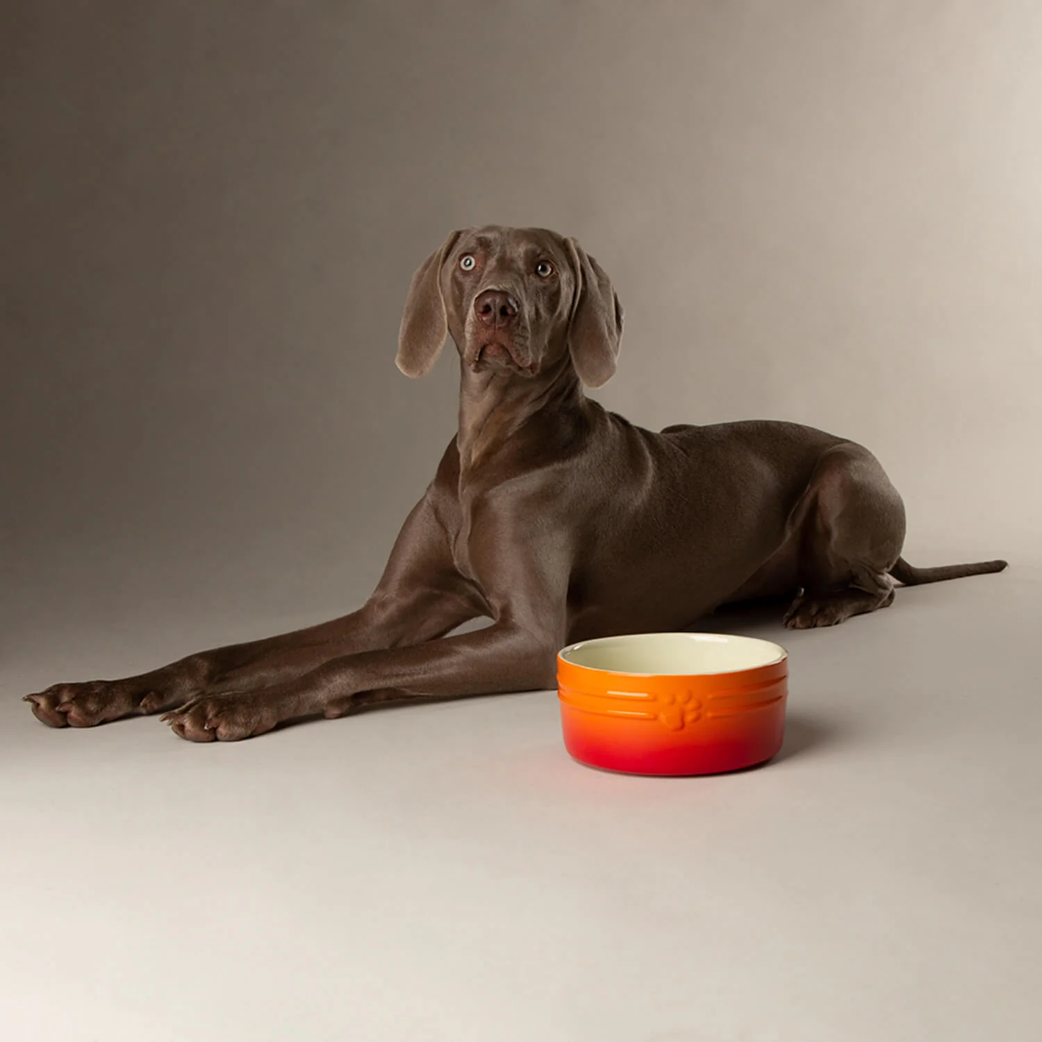 Scruffs Ombré 19cm Stoneware Pet Bowl - Orange - Image 4