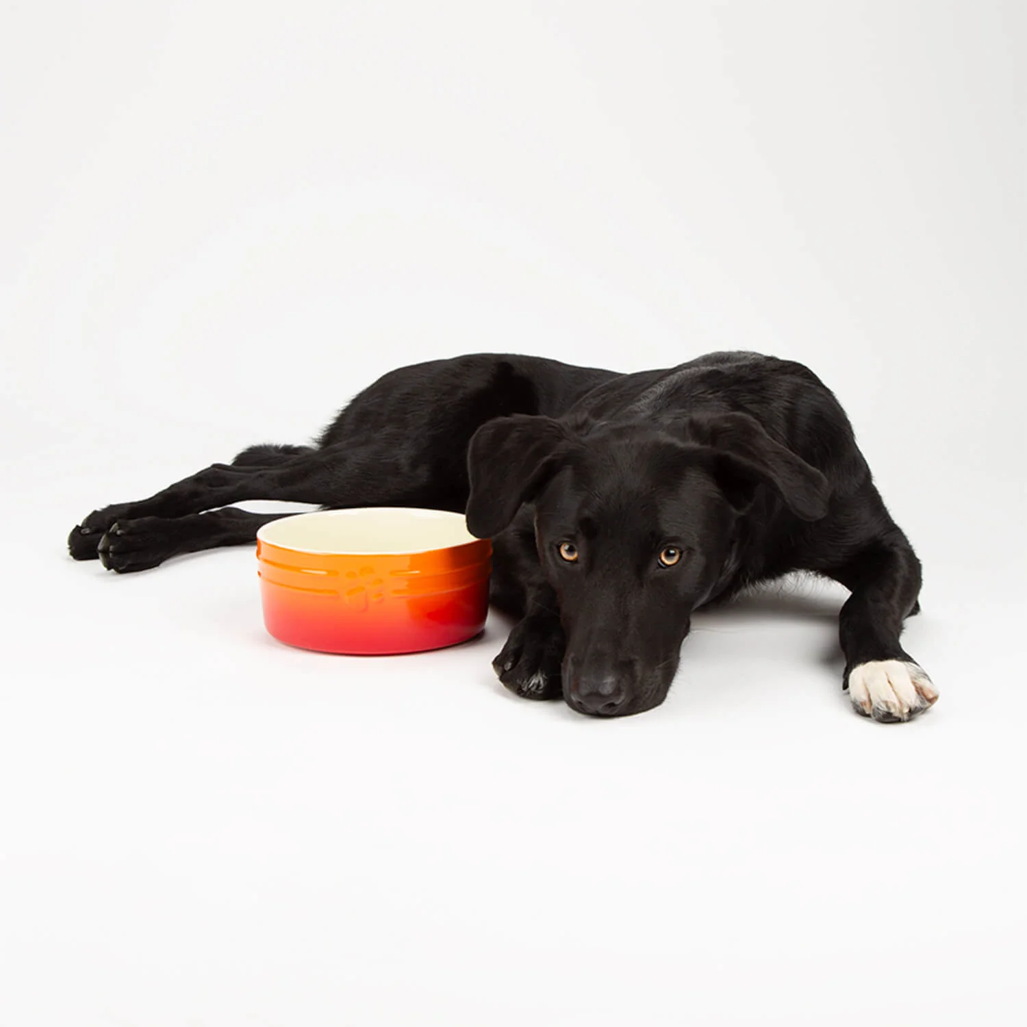 Scruffs Ombré 19cm Stoneware Pet Bowl - Orange - Image 5