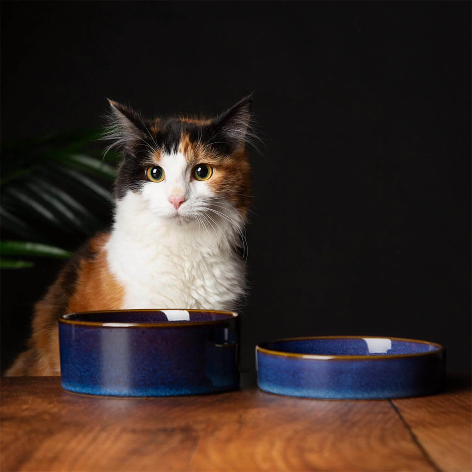 Scruffs Reactive Glaze 13cm Stoneware Pet Saucer - Midnight Blue - Image 3